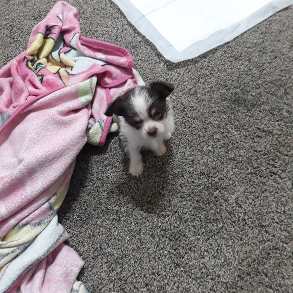 Meet your Posher, Juarez - Picture 1 of 1